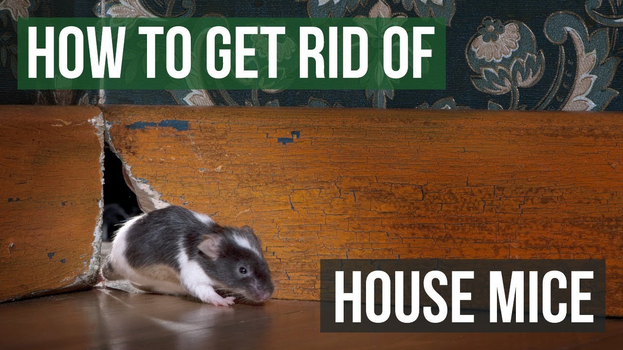 Effective 4-Step Method to Eliminate House Mice