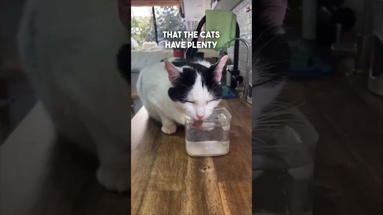 VAN LIFE w/ 2 Cats: How do we leave them alone in the van