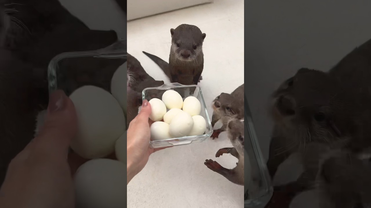 Otters' Cute Reaction to Finding Food! 🦦 #Shorts