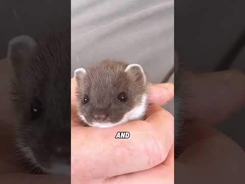 Weasel #animal #cute #weasel