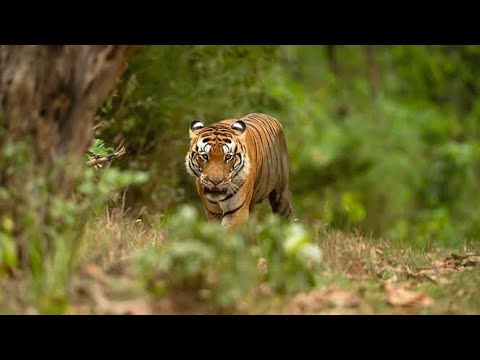 Tiger Sightings at Kabini (Nagarhole) forest
