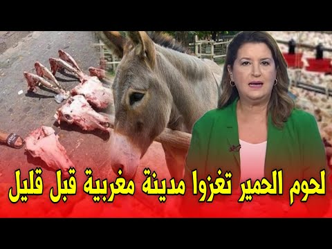 عاجل..لحوم الحمير تغزوا مدينة مغربية قبل قليل اخبار المغرب اليوم الإثنين 20 أكتوبر 2025