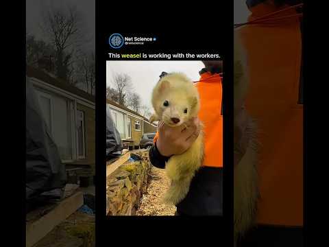 Weasel🗿