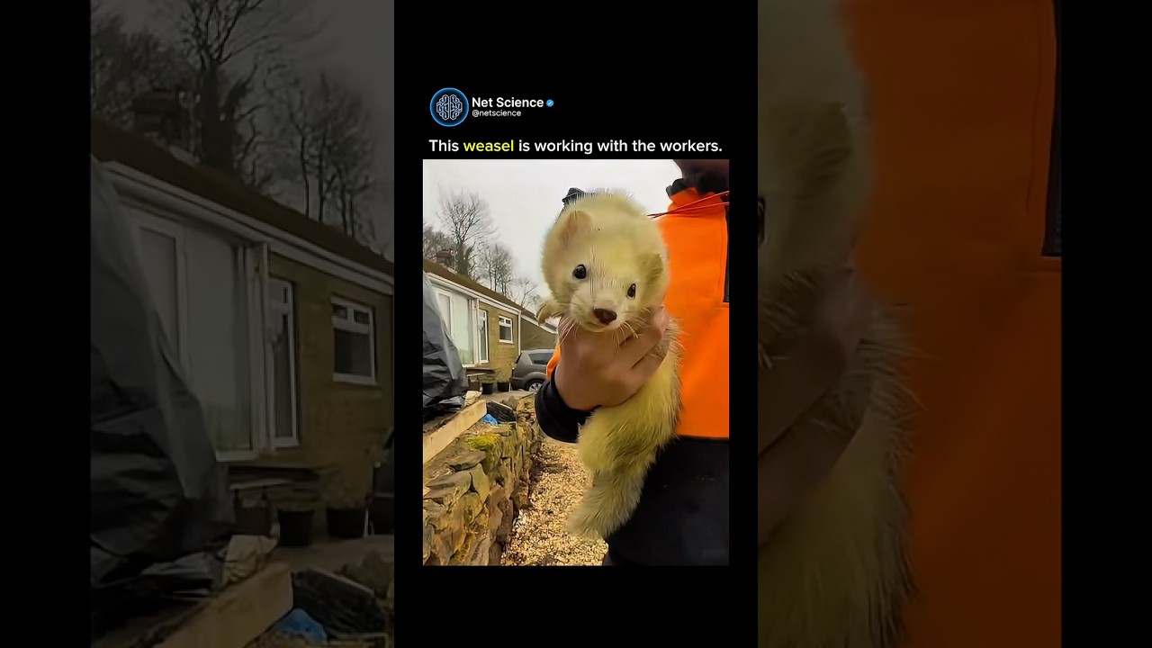 Weasel: Small Carnivores with Quick Movements πΎ