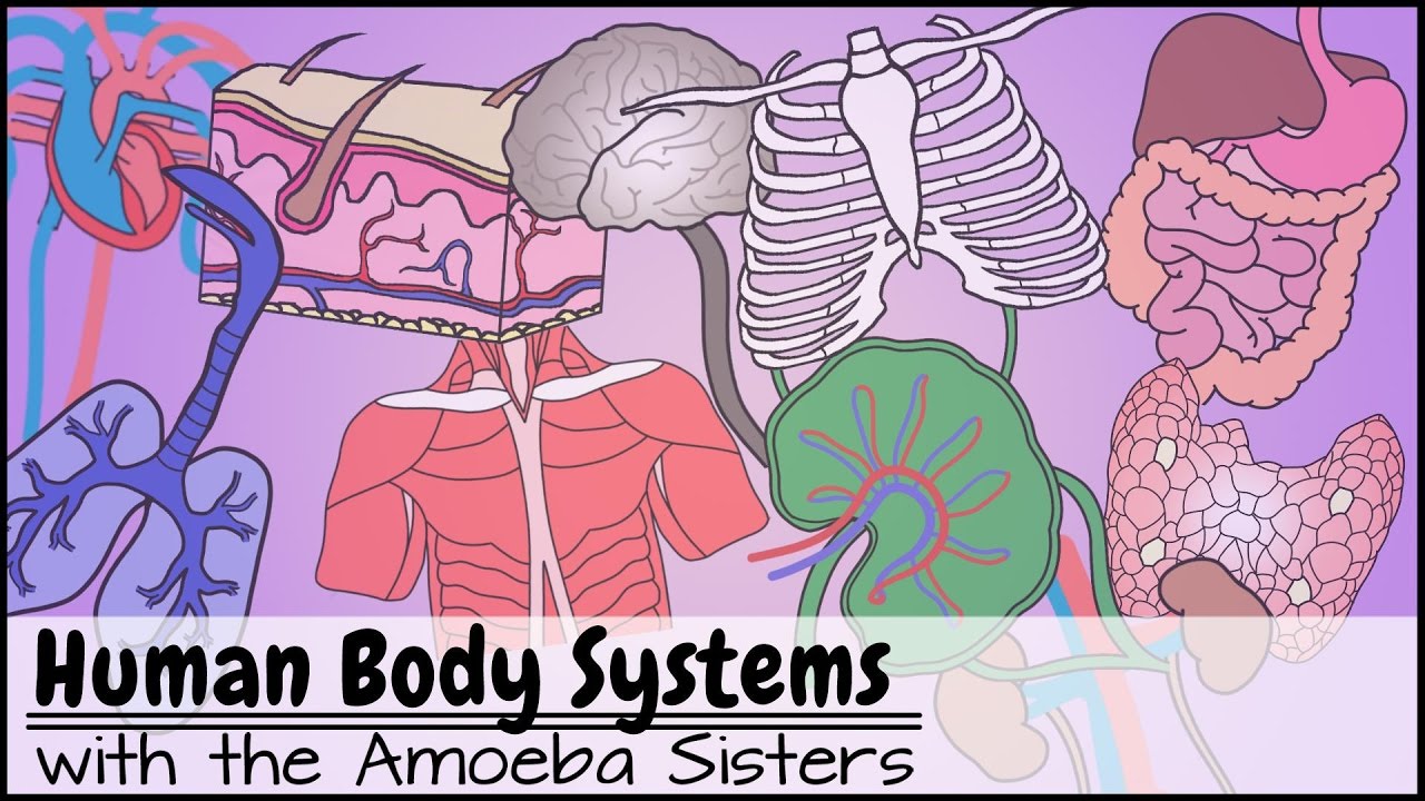 Human Body Systems & Functions Overview 🧬