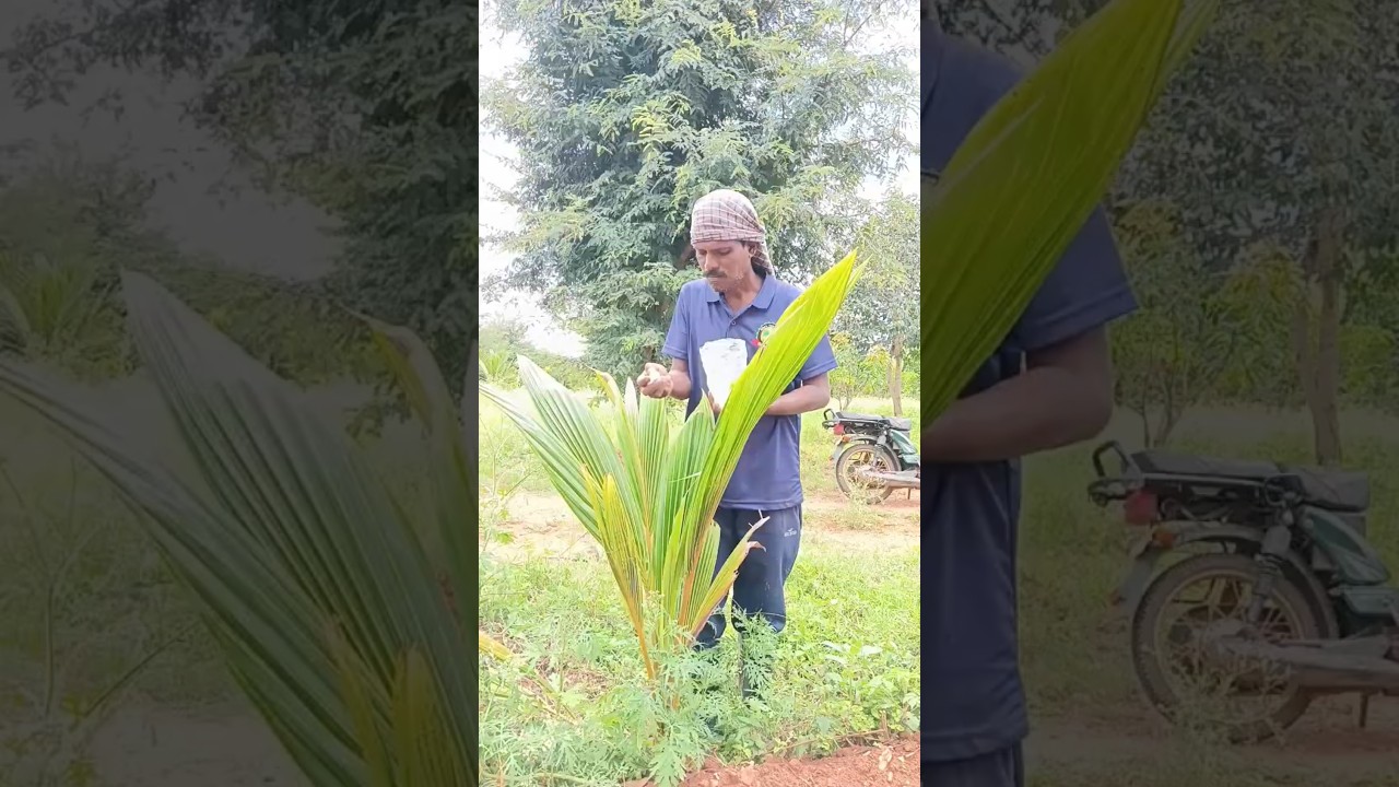 Naphthalene Balls Protect Coconut Plants from Beetles 🐞