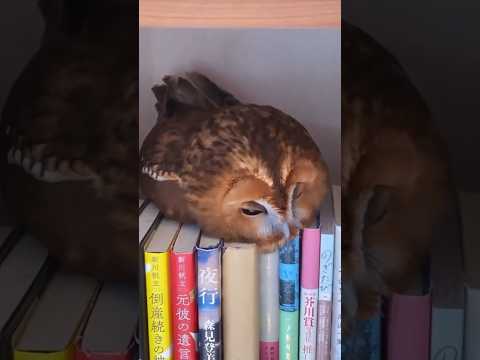 korban drakor #shortvideo #dubbing