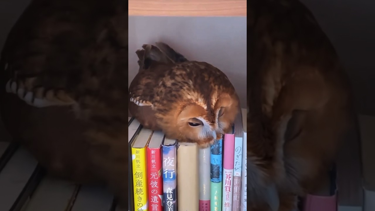 Korban Drakor: Short Video & Dubbing 🎬