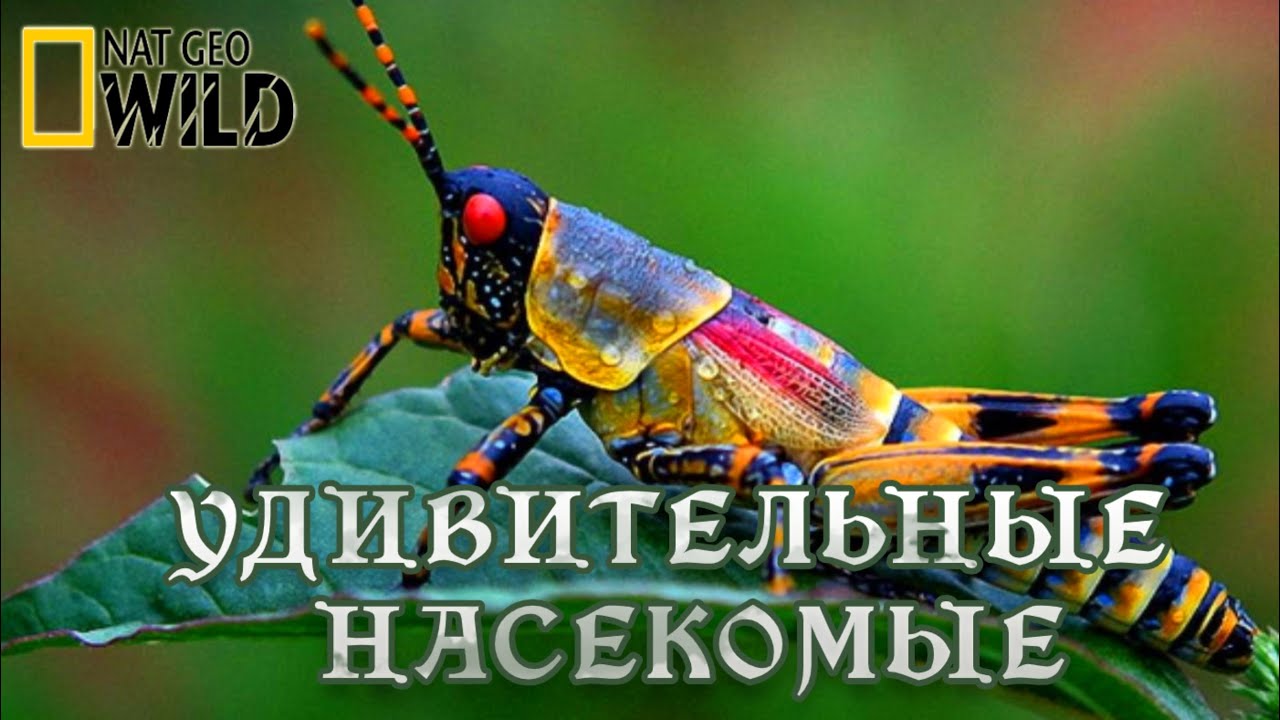 Удивительные насекомые: Мир природы и диких животных