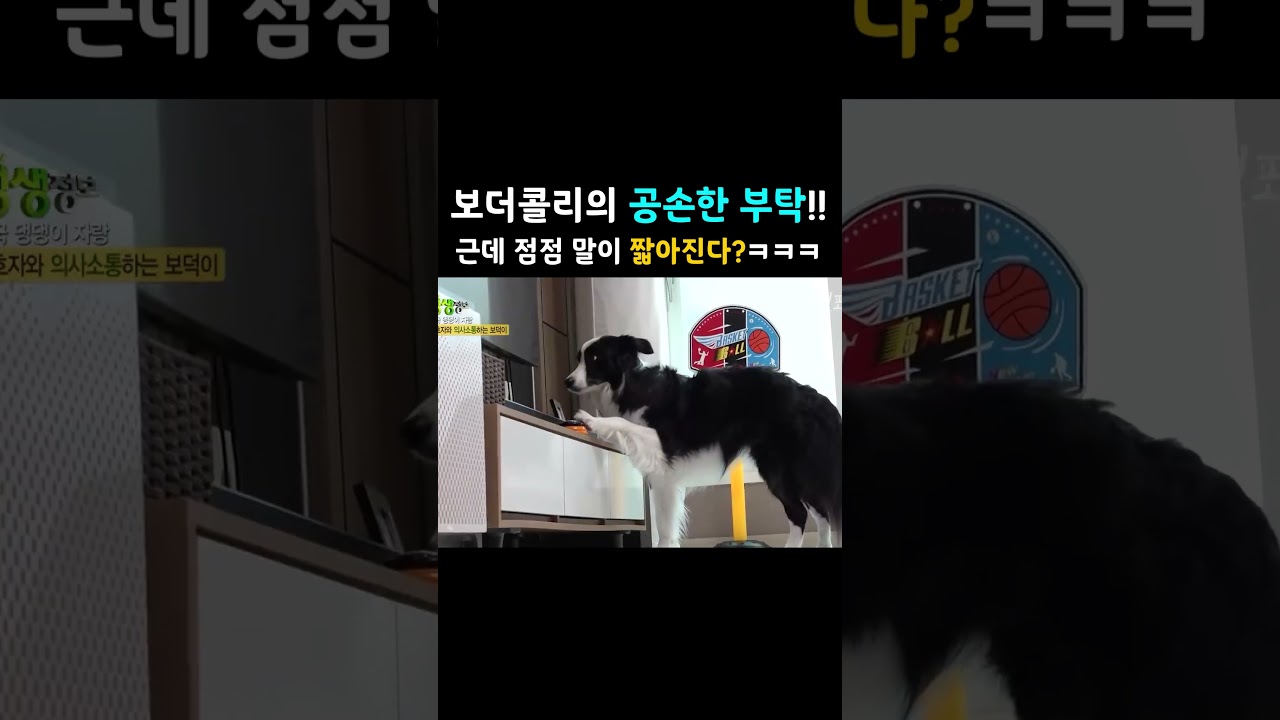 공손한 보더콜리 강아지 🐶 #shorts