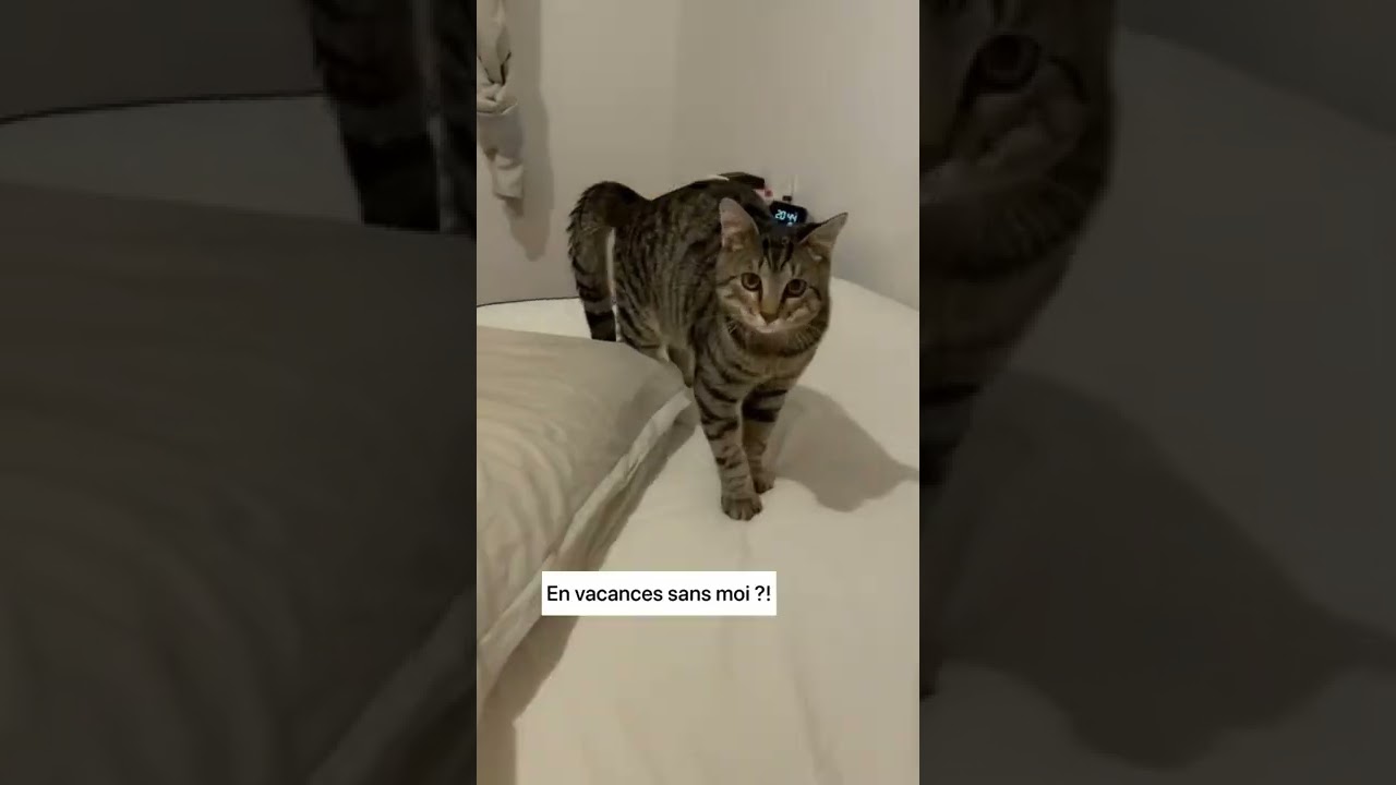 Il Va Nous Faire la Fête ! 🎉