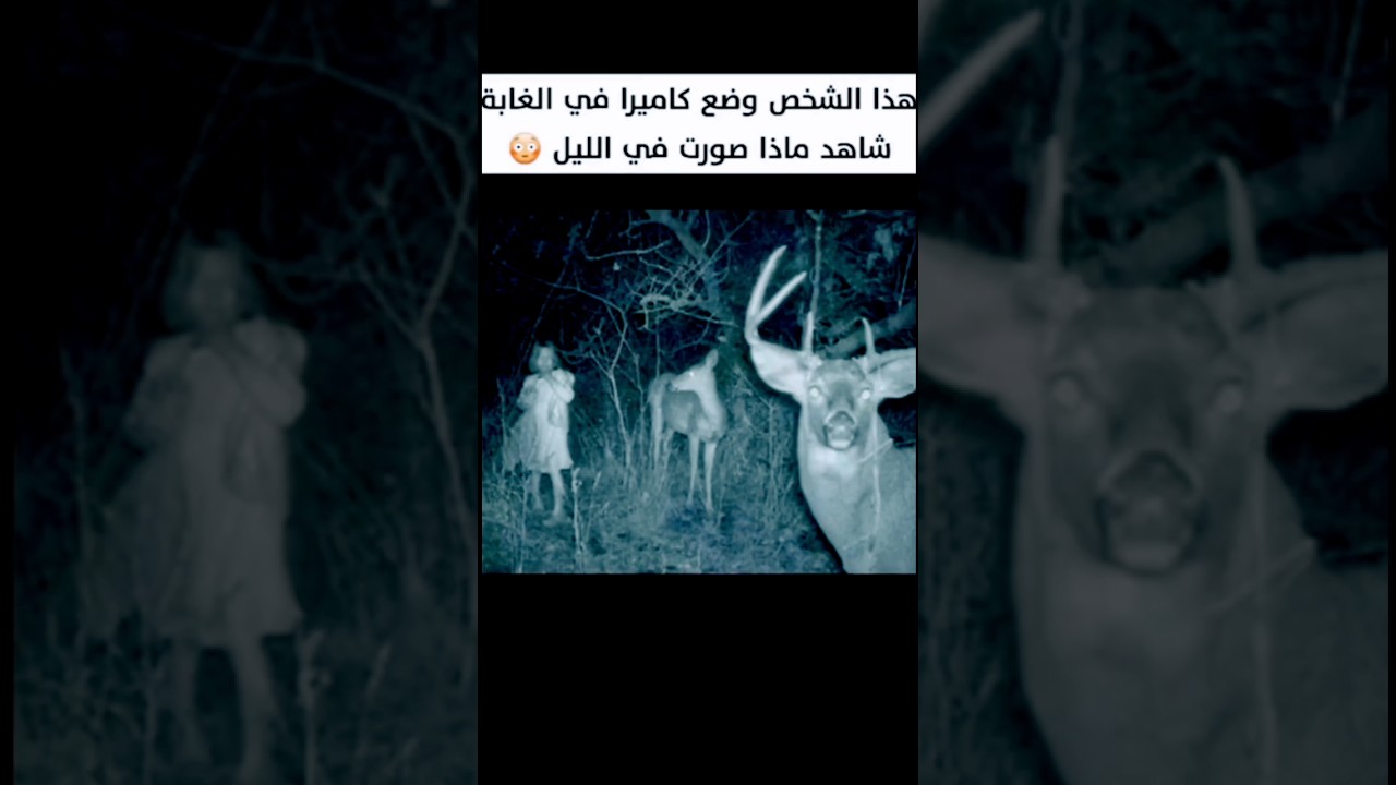 صور غريبة من الغابات ليلاً لم تتوقعها! 🌙