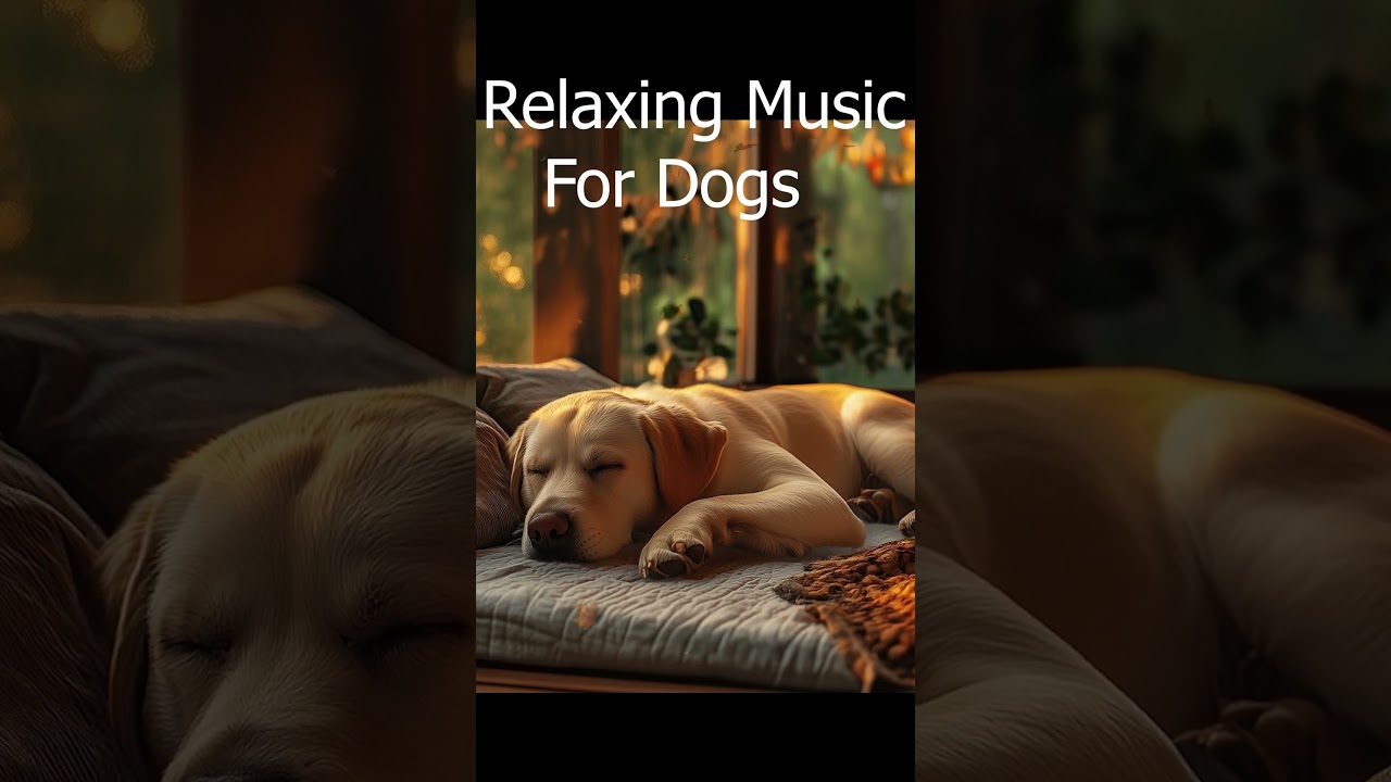 Deep Sleep Music for Stressed Dogs 🐶