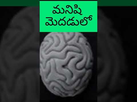 మనిషి మెదడు లో కూడి భాగం - interesting facts telugu #youtubeshorts