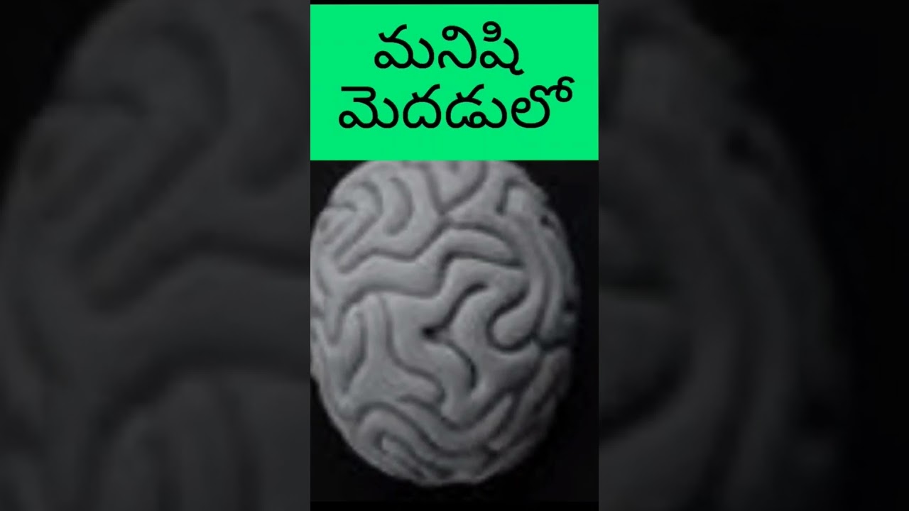 మనిషి మెదడులోని అద్భుత భాగాలు - ఆసక్తికర విషయాలు! 🧠