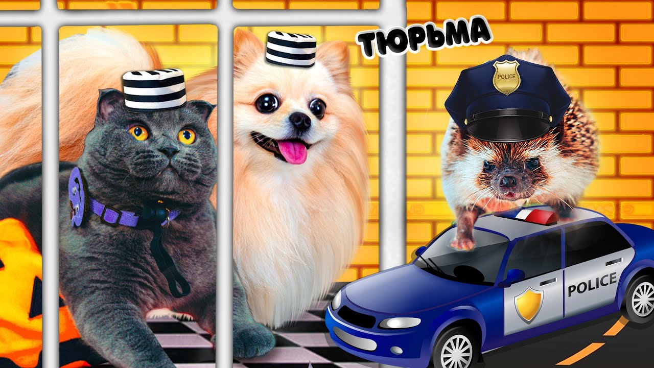 Побег из сложной тюрьмы Челлендж: кто последний выйдет? Заперли кошку на 24 часа