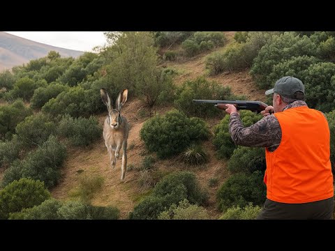 Chasse aux perdix et lièvres au Maroc partridge hunting Saison 2025 partie 02