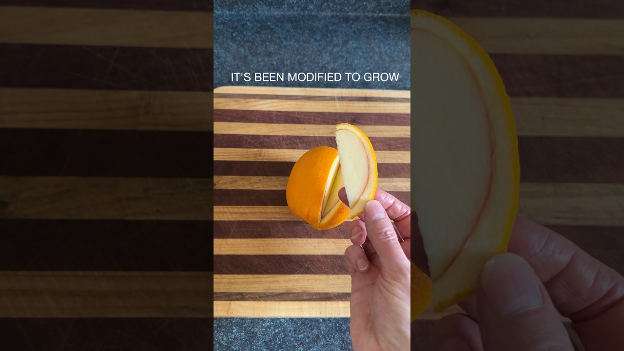 Genetically Modified Apple 🍎