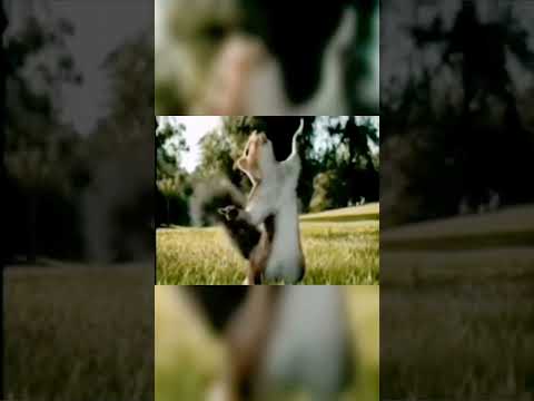 Kate nahi katte ye din ye raat #oldmemories #animals #funny #viralshorts #shorts