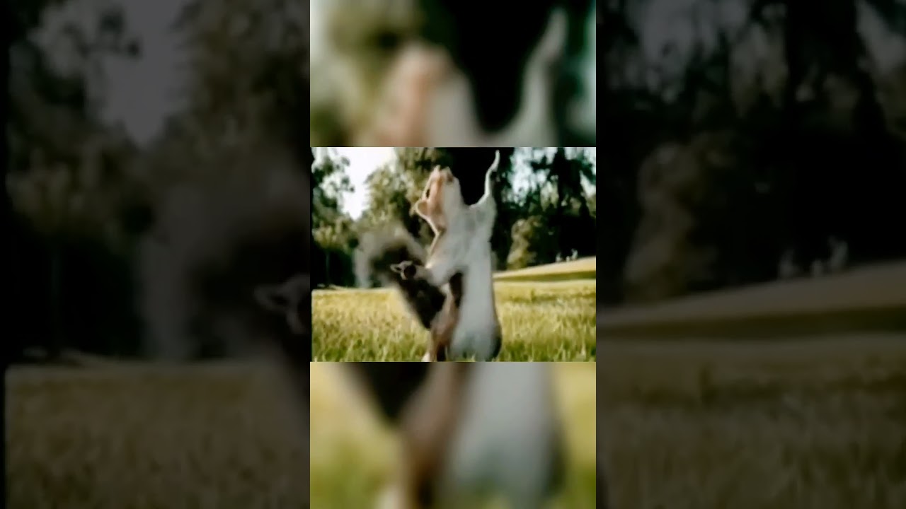 Kate Nahi Katte Ye Din Ye Raat πΎ | Funny Animal Moments