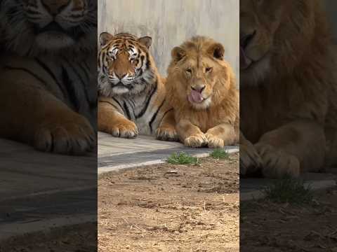 How Between Stronger Than Lion or Tiger By info fact News