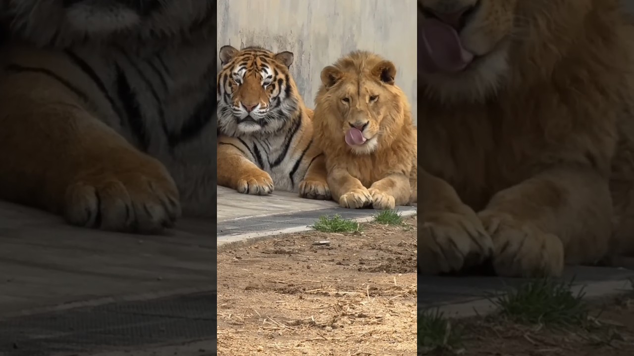 Lion vs. Tiger: Which Is Stronger? 🦁🐅
