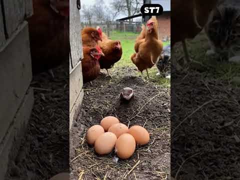 😳Weasel vs Cat: Underground Ambush In Chicken Coop Ends In Fierce Fight#animals #catattack #weasel