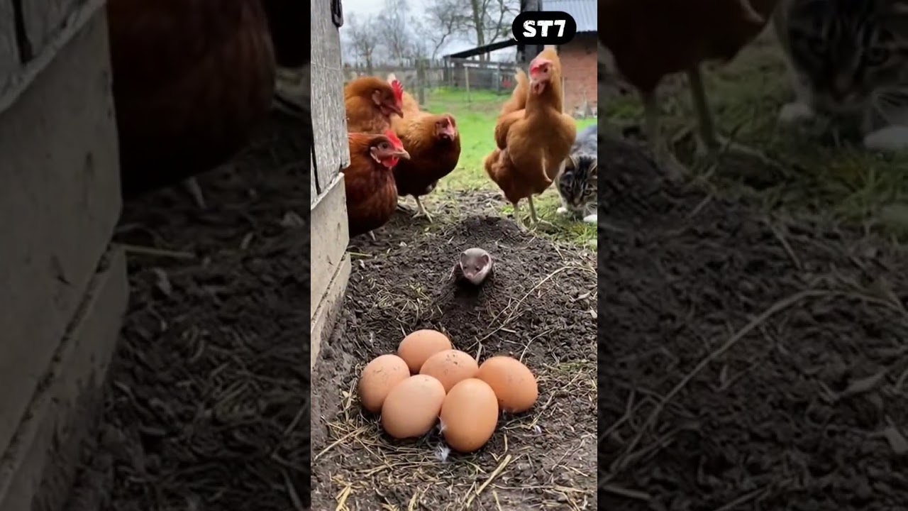 Epic Underground Showdown: Weasel vs. Cat in Chicken Coop Defense 🐱