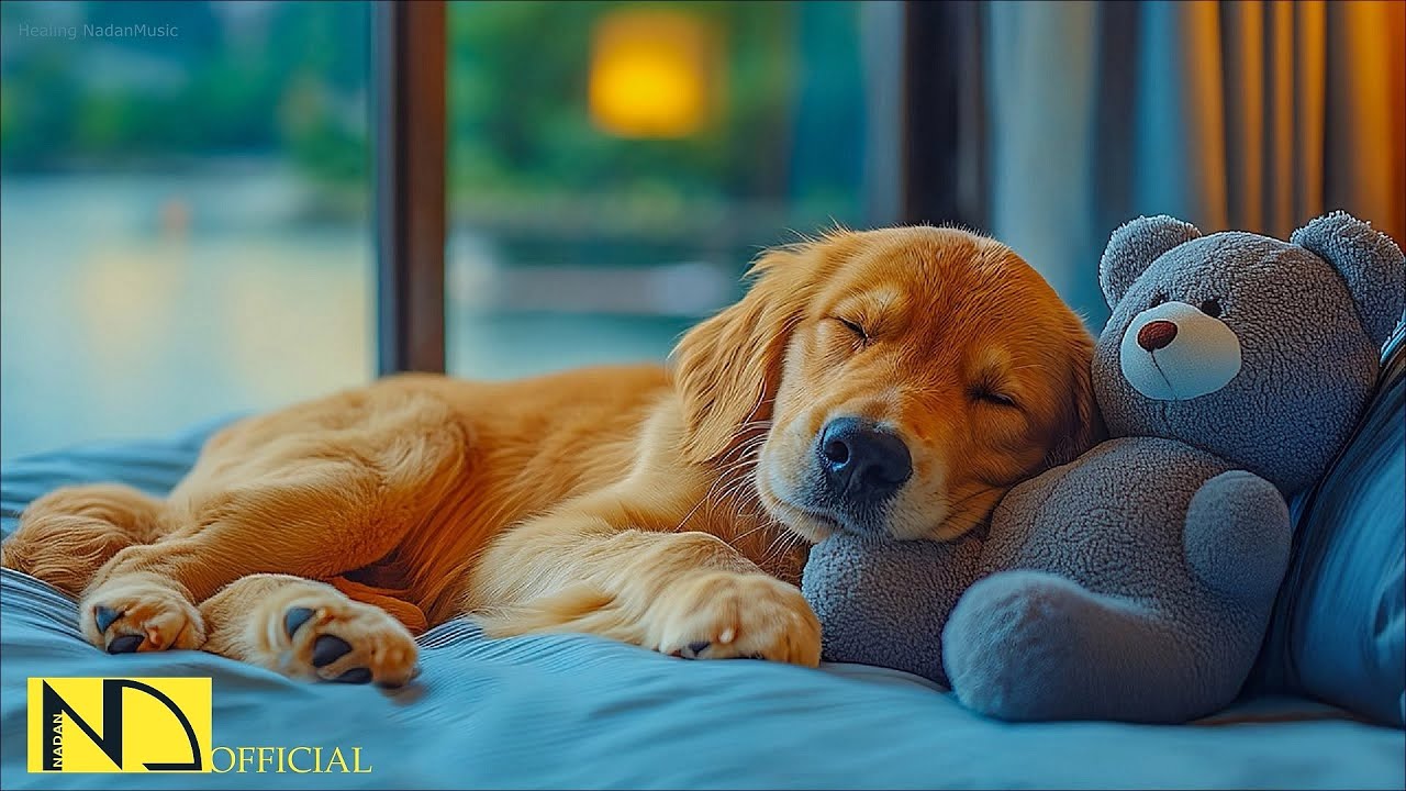 Dog Calming Music for Sleep & Anxiety Relief 🐶🎶 No Ads | Relaxing Music for Dogs