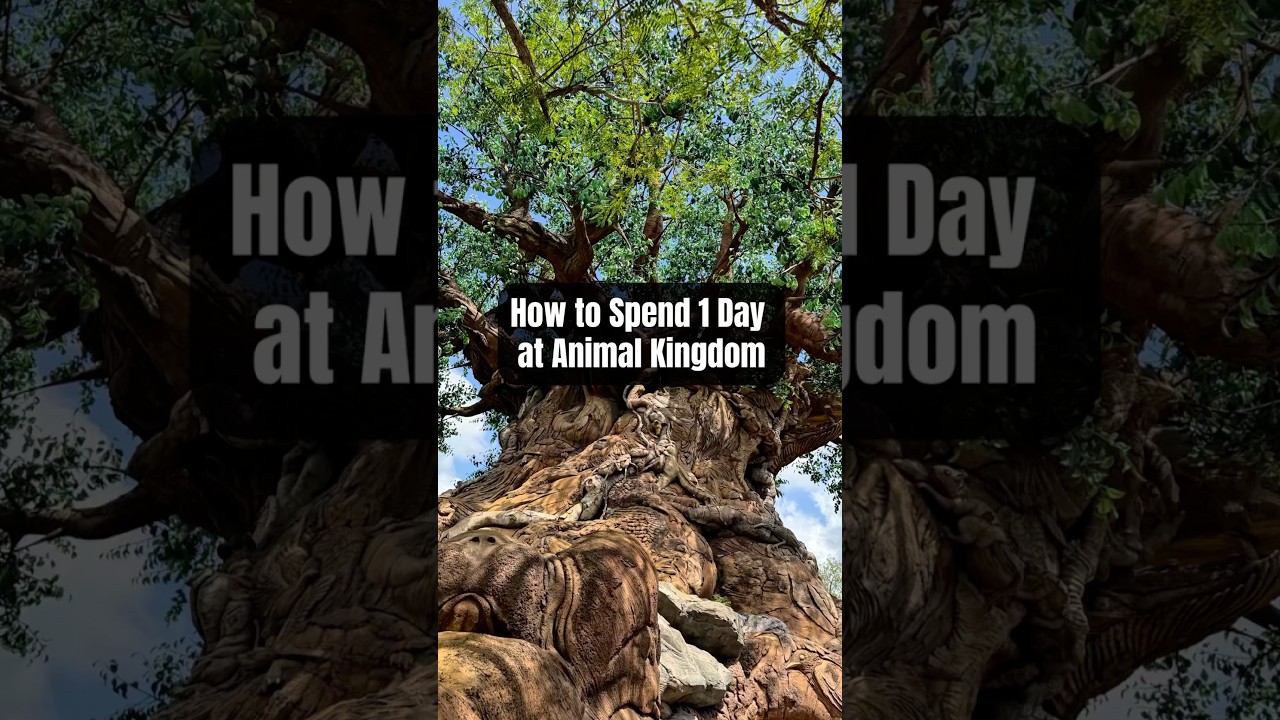 How to Spend 1 Day at Animal Kingdom✨🐘 #disneyworld #disneyparks #disneytipsandtricks #disneytips