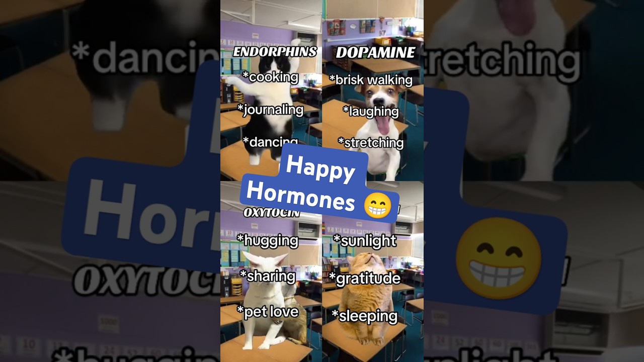 4 Happiness Hormones & How to Boost Them 😊