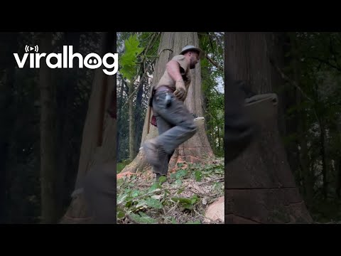 Cutting Down a Huge Cedar Tree || ViralHog