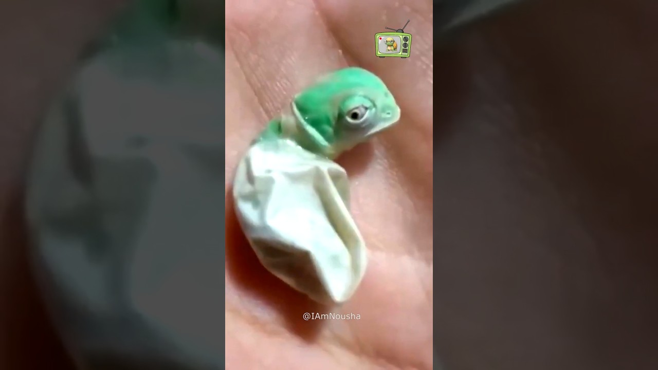 Baby Chameleon's First Steps 🦎