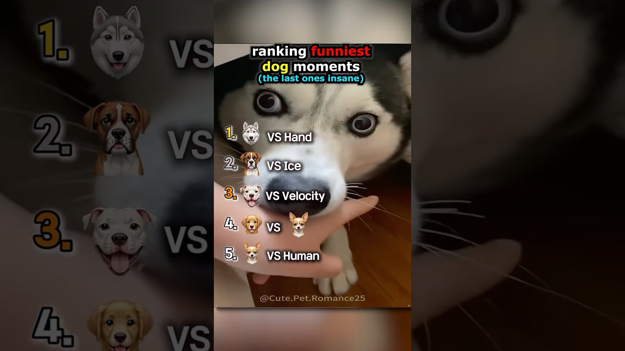 Top Funny Dog Moments in the USA 🐶