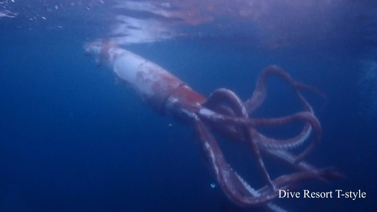 Japan Divers Film Rare 2.5m Giant Squid 🦑