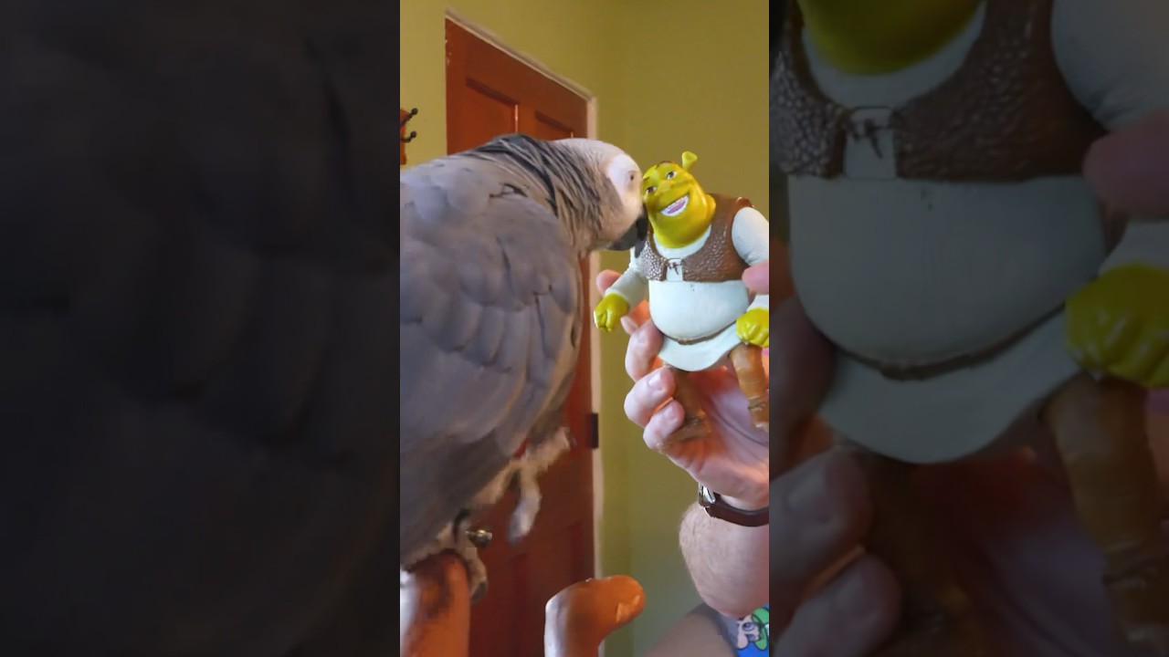 Now Everything is "Shrek" 😅