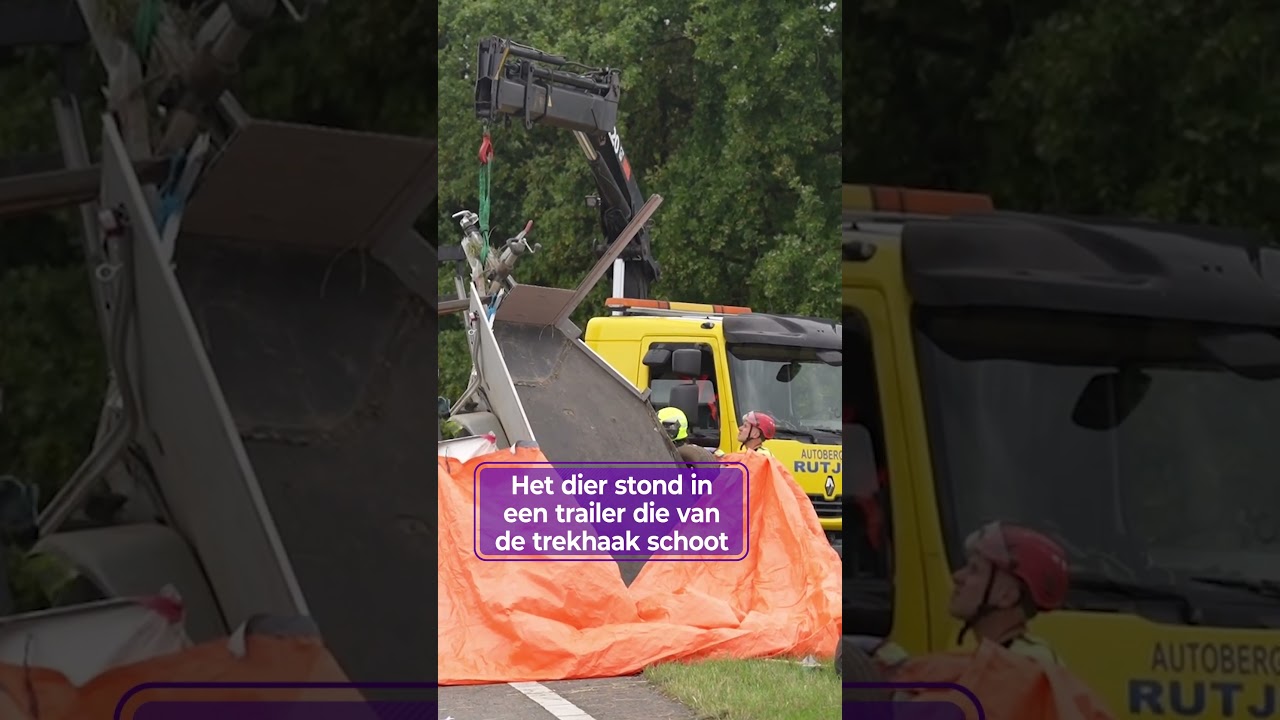 Paard overlijdt bij ernstig ongeluk | #shorts