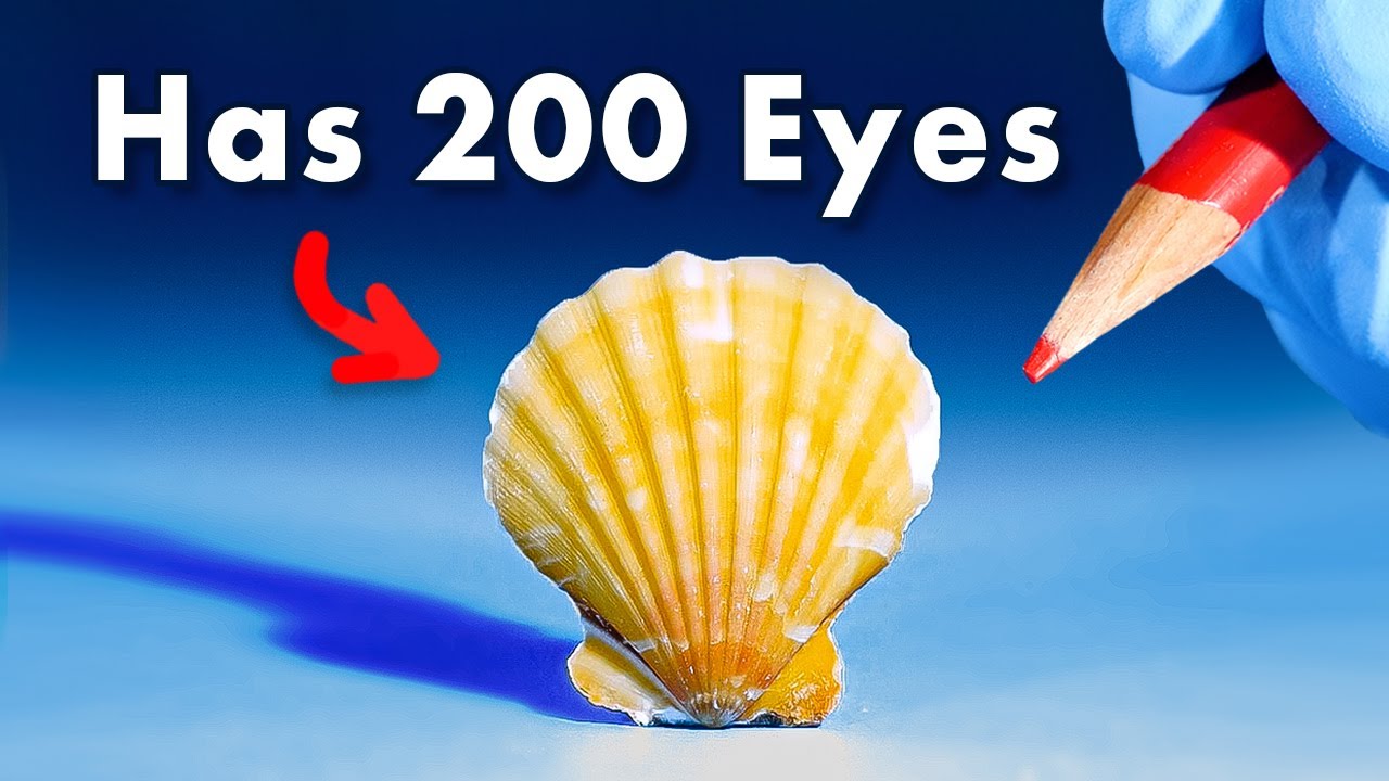 Secrets of Ocean Animals 🐠