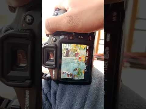 HOW TO TAKE PHOTOS ON CANON 1500D DSLR CAMERA #shorts #photography #canon #1500d #camera #dslr