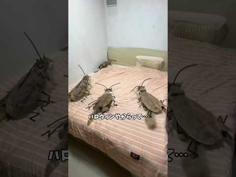 【勘弁してくれ】#ねこ #猫 #ハロウィン #halloween #ゴキブリ #怖い話 #cockroach #shorts #comedy