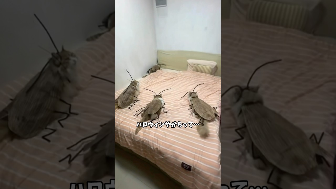 【怖いけど笑える】ハロウィン猫とゴキブリのドタバタ劇🎃🐱