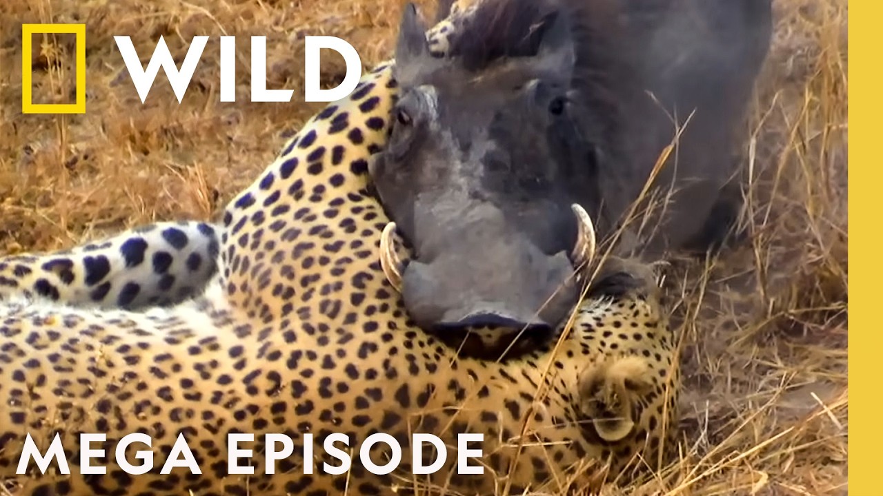 Deadly Revenge, Blood Feuds, & Epic Battles | Animal Fight Night MEGA EPISODE | Nat Geo Animals
