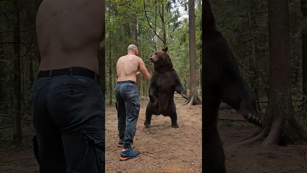 Домашний медведь: гармония и уход 🐻