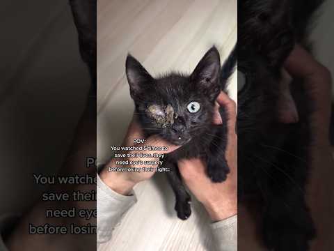 They need your help #shorts #cat #help #catlover #kitten