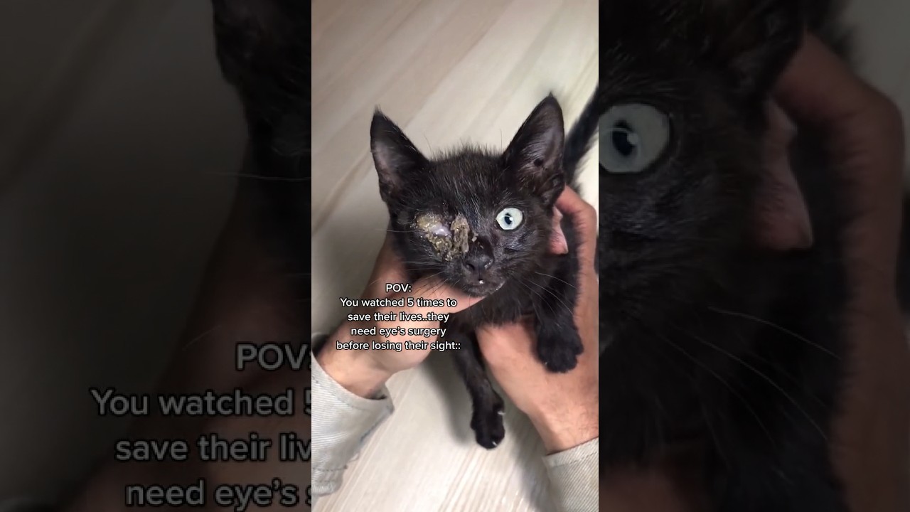 Cats Need Your Help 🐱 #shorts