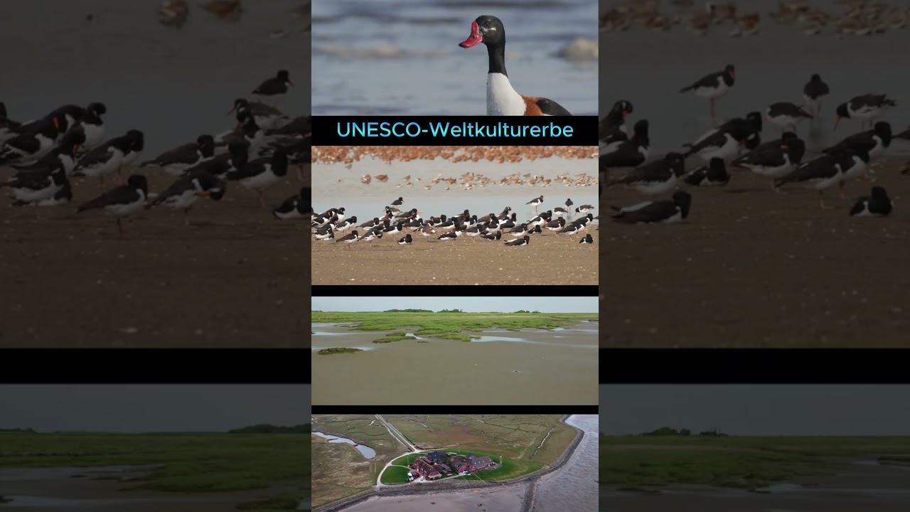 32 Tage bis zur BTW25: Grüne für Naturschutz 🌿