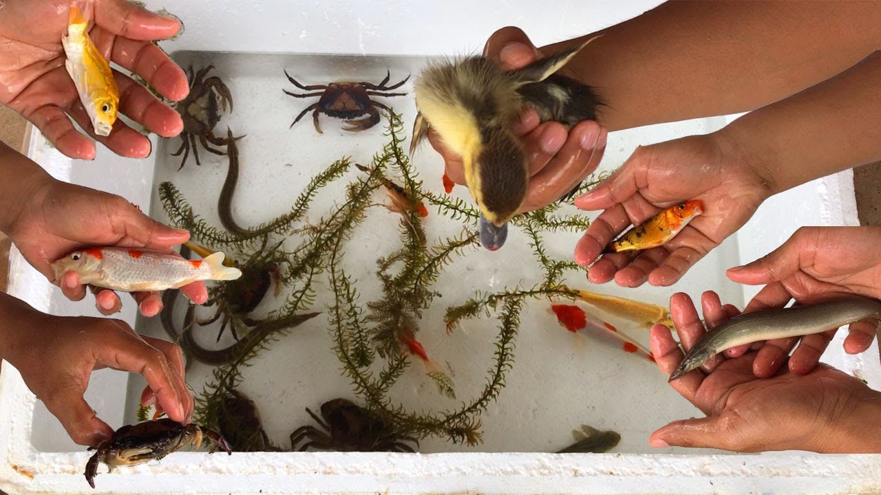 Animal4U: Baby Ducks Playing with Fish & Crabs 🦆