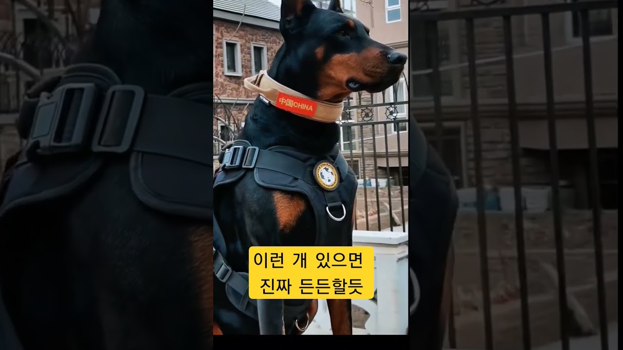이런 강아지 있으면 든든! 🐶