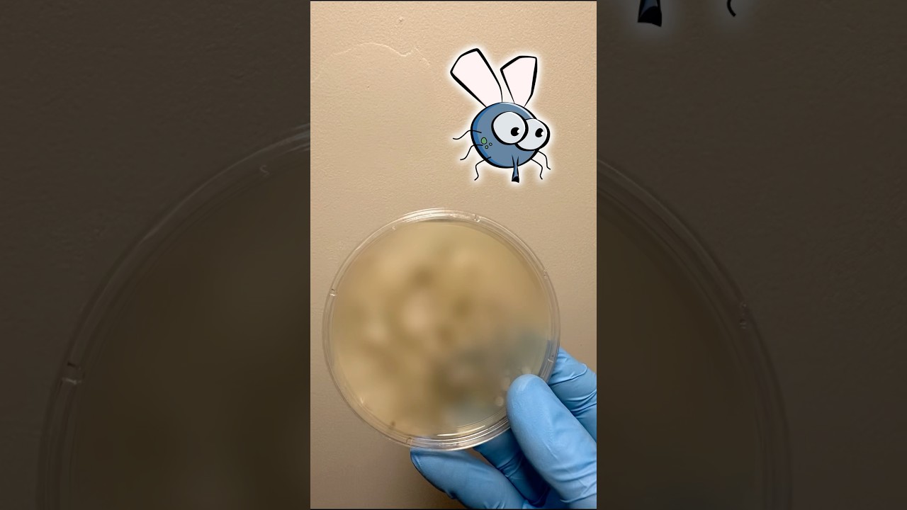 Bacteria Count on Flies 🦟