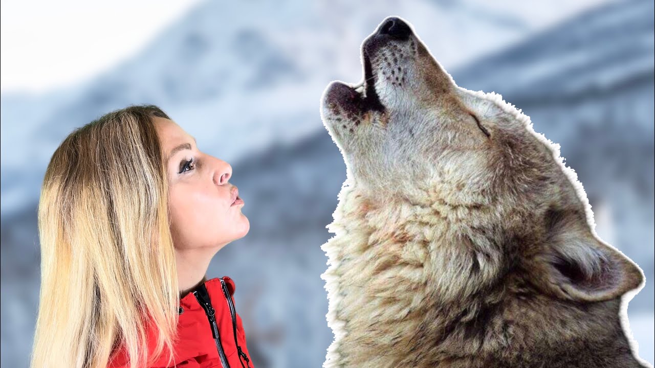 Why Do Wolves Howl? Types & Meanings πΊ